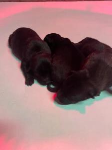 CKC Reg Dark Malinois puppies for Sale (On Parle Le Francais) - Photo 6