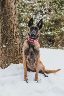 CKC Reg Dark Malinois puppies for Sale (On Parle Le Francais) - Photo 9