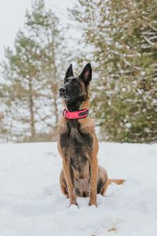 CKC Reg Dark Malinois puppies for Sale (On Parle Le Francais) - Photo 10