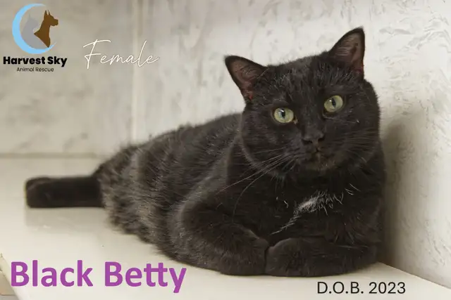 HARVEST SKY ANIMAL RESCUE - 12 ADOPTABLE CATS!!!!!
