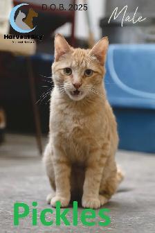 HARVEST SKY ANIMAL RESCUE - 12 ADOPTABLE CATS!!!!! - Photo 8