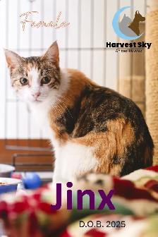 HARVEST SKY ANIMAL RESCUE - 12 ADOPTABLE CATS!!!!! - Photo 10