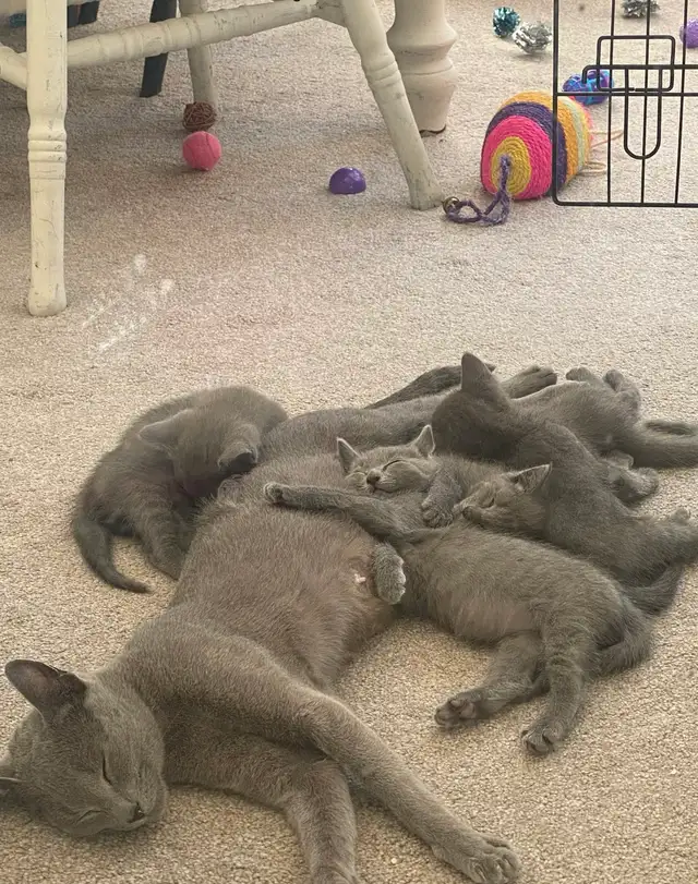Healthy Purebred Russian Blue Kittens!!