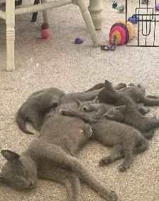 Healthy Purebred Russian Blue Kittens!!