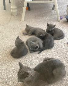 Healthy Purebred Russian Blue Kittens!! - Photo 2