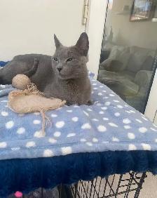 Healthy Purebred Russian Blue Kittens!! - Photo 4