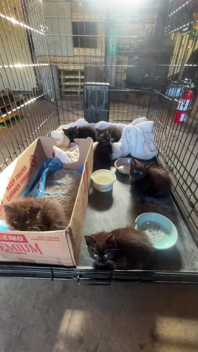 kittens!