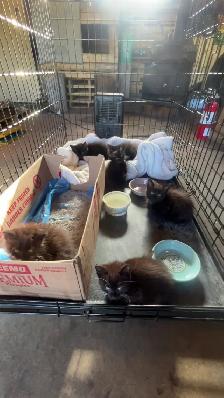 kittens!