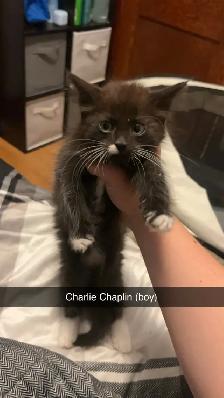 kittens! - Photo 3