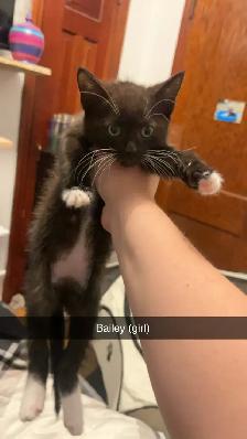 kittens! - Photo 4
