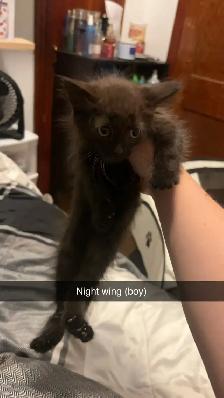 kittens! - Photo 5