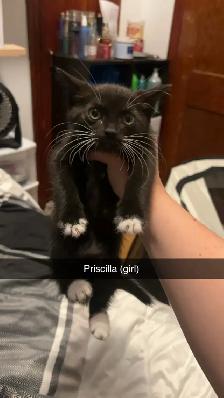 kittens! - Photo 6