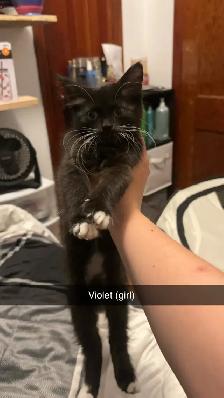 kittens! - Photo 7