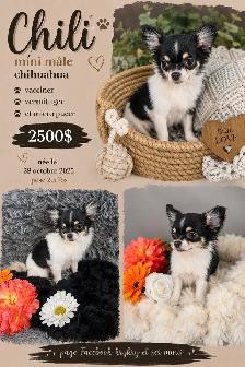 magnifique chihuahua