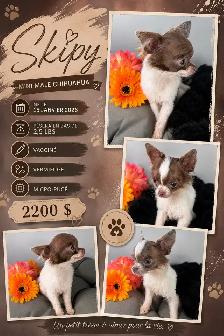 magnifique chihuahua - Photo 2