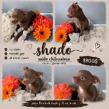magnifique chihuahua - Photo 3