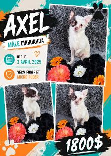magnifique chihuahua - Photo 4