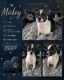 magnifique chihuahua - Photo 5