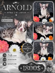 magnifique chihuahua - Photo 6