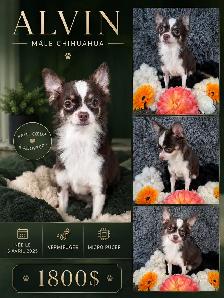 magnifique chihuahua - Photo 7