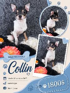 magnifique chihuahua - Photo 8