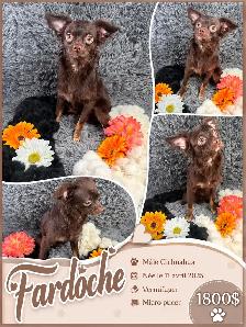 magnifique chihuahua - Photo 9