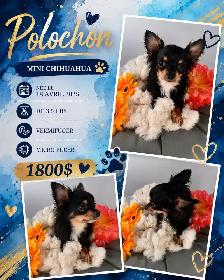 magnifique chihuahua - Photo 10