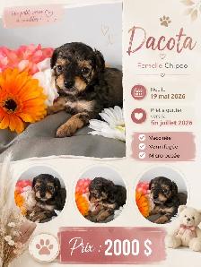 magnifique chiot