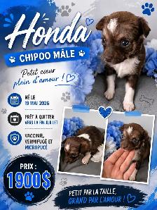 magnifique chiot - Photo 2