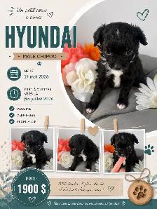 magnifique chiot - Photo 3