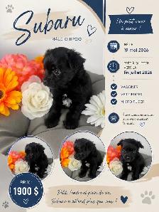 magnifique chiot - Photo 4