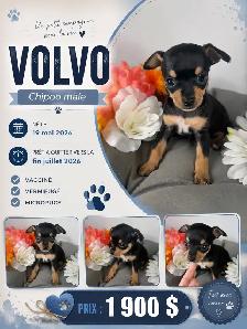 magnifique chiot - Photo 5