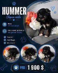 magnifique chiot - Photo 7