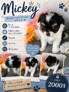 magnifique chiot - Photo 8