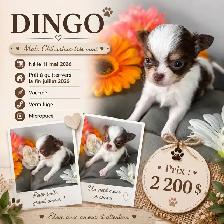 magnifique chiot - Photo 9