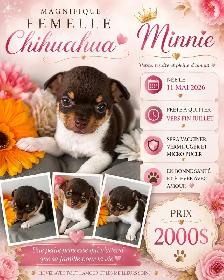 magnifique chiot - Photo 10