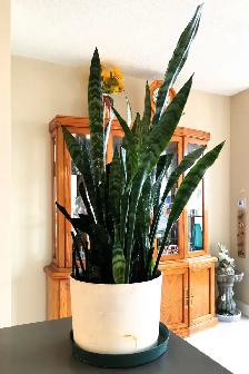 Tiger Skin Sword Orchid - Photo 2
