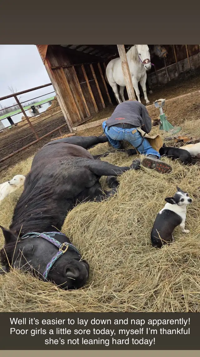 Ranch/ Mountain Horse-Starting & Training