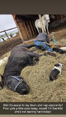 Ranch/ Mountain Horse-Starting & Training
