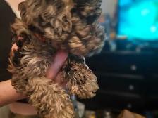 Toy/mini poodle ready for summer break! - Photo 2