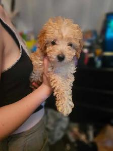 Toy/mini poodle ready for summer break! - Photo 3