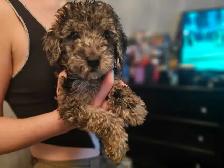 purebred toy/miniature poodles in time for summer break