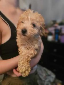 purebred toy/miniature poodles in time for summer break - Photo 2