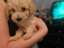 purebred toy/miniature poodles in time for summer break - Photo 4