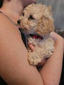 purebred toy/miniature poodles in time for summer break - Photo 5