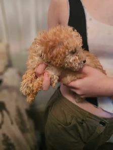 purebred toy/miniature poodles in time for summer break - Photo 7