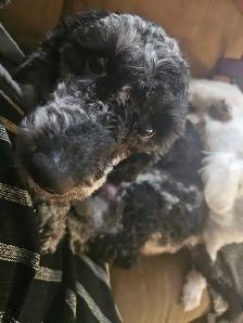 purebred toy/miniature poodles in time for summer break - Photo 8