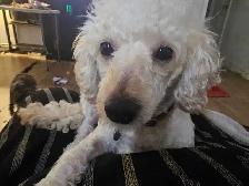 purebred toy/miniature poodles in time for summer break - Photo 9