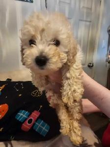 purebred toy/miniature poodles in time for summer break - Photo 10