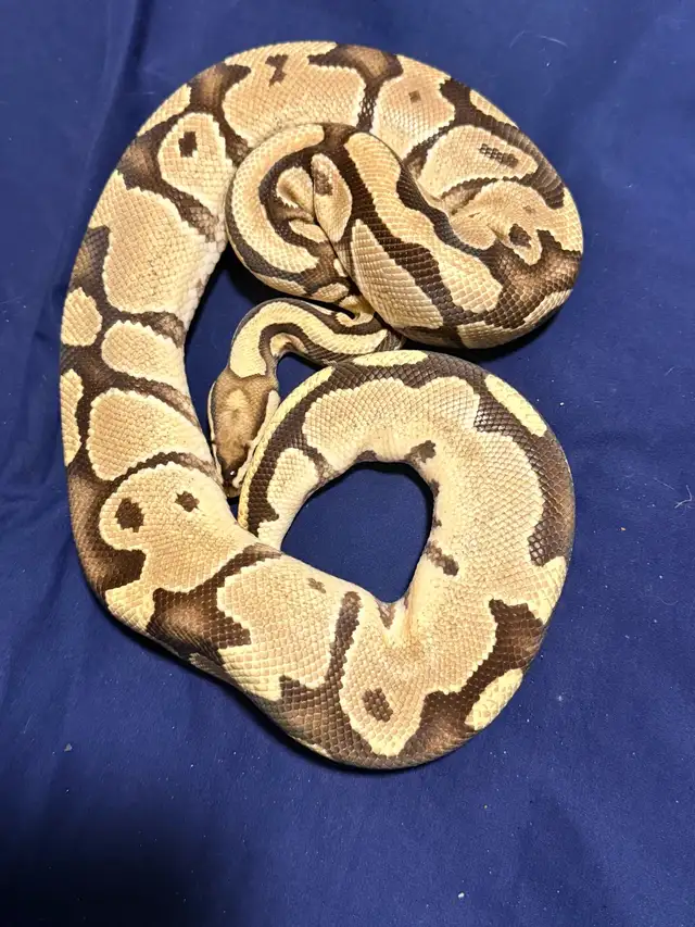 Proven Breeder Female Fire Het Clown